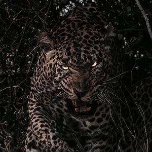 ❌ⅩX❌fcesg老熟妇
